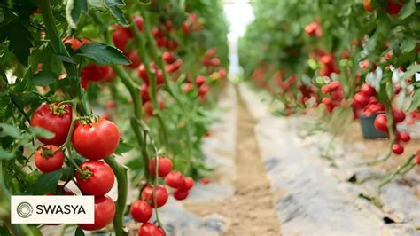 Tomato yield per hectare. .  <a href=https://onlineindia.ru/wp-admin/cooo/tostri...