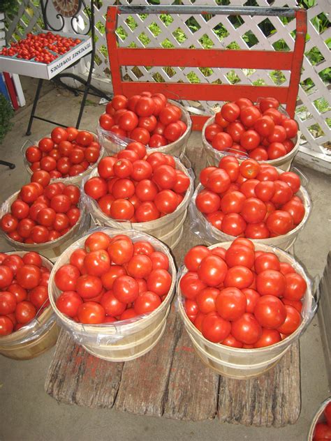 Tomatoes near me. Pick your own (u-pick) tomatoes farms, patches and orchards in Illinois, IL. Filter by sub-region or select one of u-pick fruits, vegetables, berries. You can load the map to see all places where to pick tomatoes in Illinois, IL for a … 