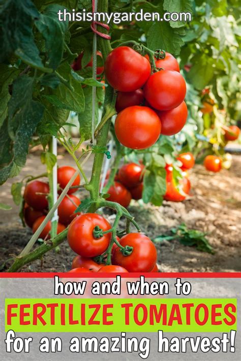 Tomatoes when to fertilize. Fried green tomatoes make a great side dish when they’re cooked well and made with great ingredients. The traditional recipe is a great, quick and tasty appetizer that anyone can c... 