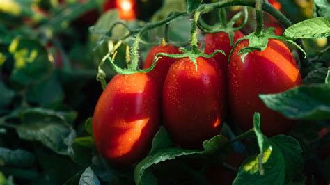 Tomatom Tomatomaxurma Leaked [PPV] 201 Videos