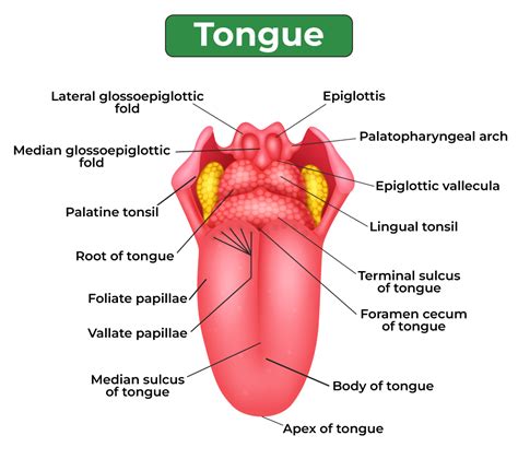 Tongue Onlyfans Leak