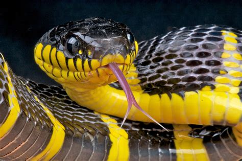 Tongue of snake. Things To Know About Tongue of snake. 