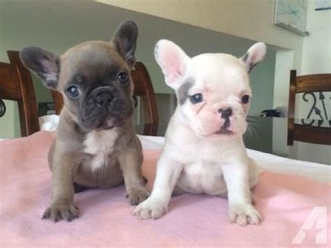 Too Cute French Bulldog Puppies