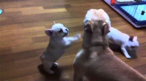 Too Cute French Bulldog Puppies Fighting