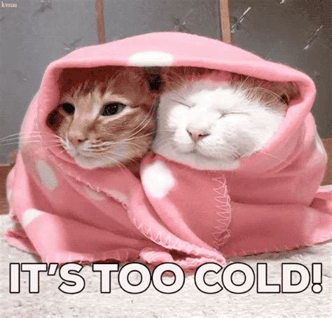 Too cold gif. Things To Know About Too cold gif. 
