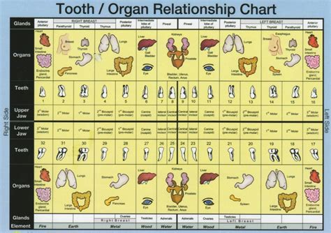 Tooth Body Connection Tooth Meridian Chart