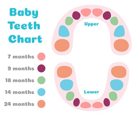 Tooth Chart Dental Charting Teething Chart