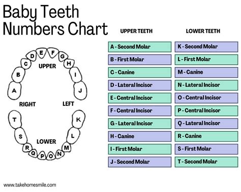 Tooth Chart Letters And Numbers