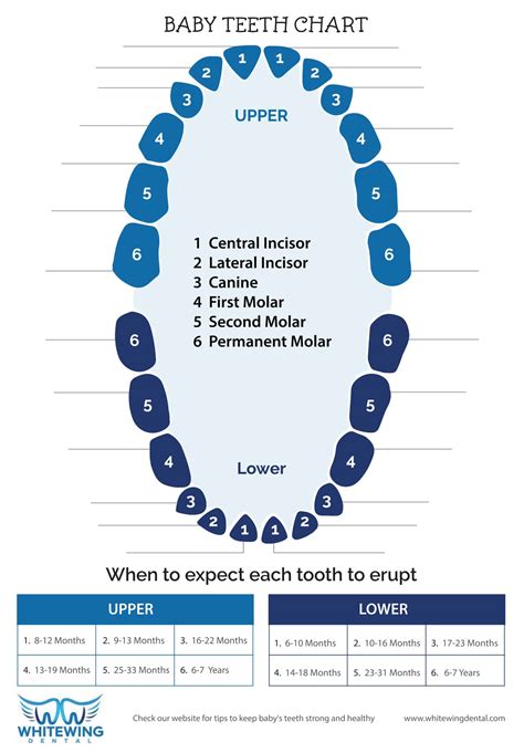 Tooth Chart Numbers Templates at
