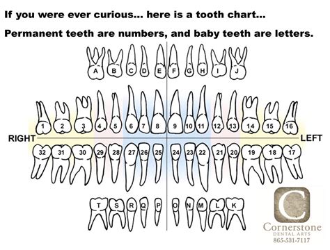 Tooth Chart With Letters