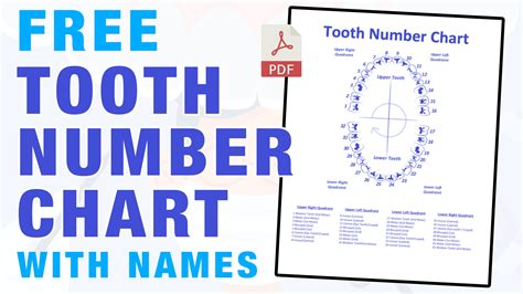 Tooth Chart With Numbers Printable