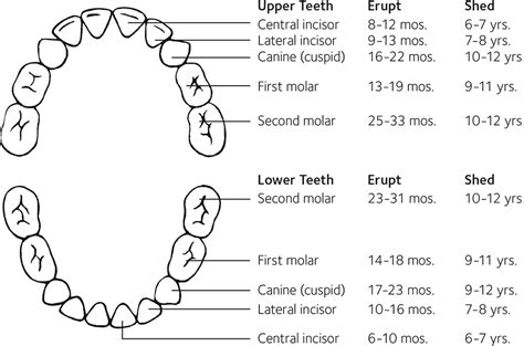 Tooth Eruption And Exfoliation Chart