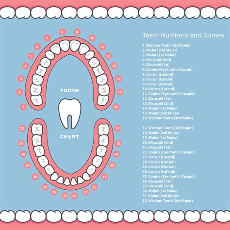 Tooth Number Chart Without Wisdom Teeth