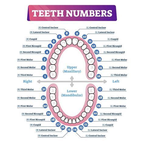 Tooth numbering quiz. Jan 17, 2021 · This system is very popular in the UK and Ireland. The 4 quadrants of the mouth are: UR – upper right. UL – upper left. LR – lower right. LL – lower left. Within each quadrant, the teeth are numbered from 1 to 8 going from the front tooth to the wisdom tooth: For example, UR1 is the upper right central incisor, and LL8 is the lower left ... 
