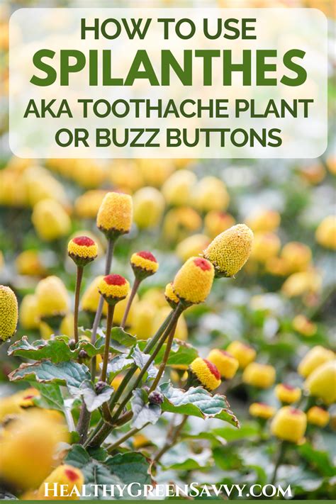 Toothache Plant Medicinal Benefits, Uses, and How to Grow