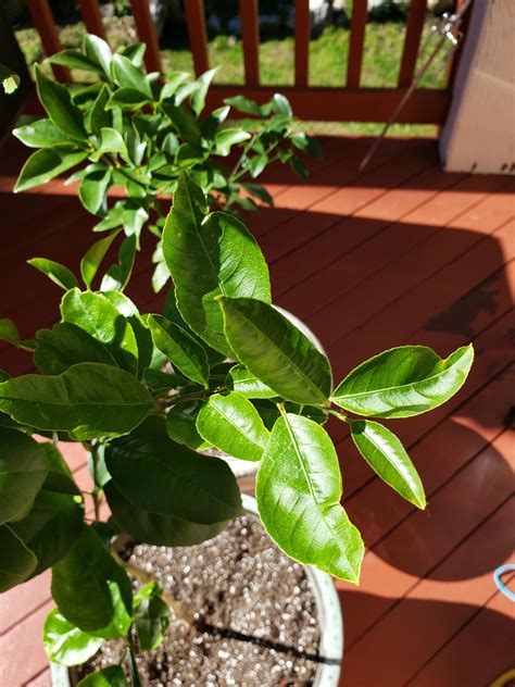 Top 10+ Meyer Lemon Tree Leaves Curling - ecsiep.org