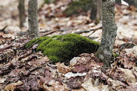 Top 10+ Why Does Moss Grow On The North Side Of Trees