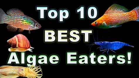 Top 10 Best Algae Eater Fishes For Your Aquarium