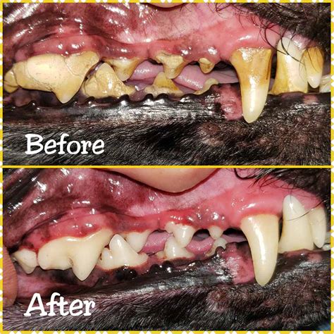 Top 10 Best Anesthesia Free Dog Teeth Cleaning in Edmonds, WA …