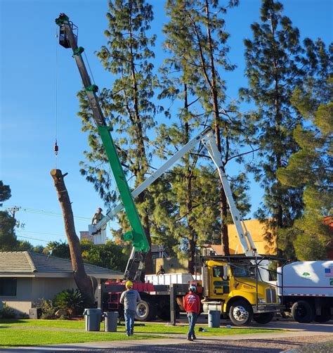 Top 10 Best Arborist in Phoenix, AZ - April 2024 - Yelp