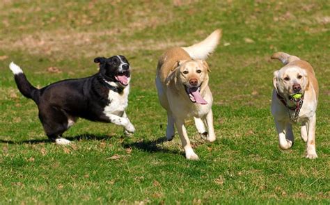 Top 10 Best Dog Parks in Sherman, TX - August 2024 - Yelp