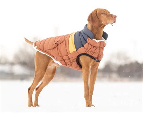 Top 10 Best Dog Winter Coats For 2024 - The Dog Outdoors