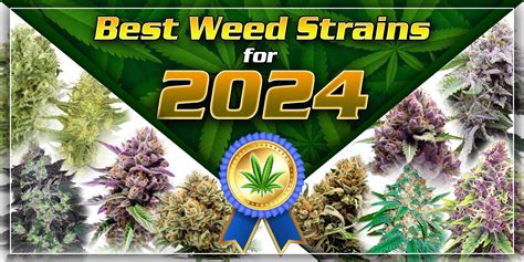 Top 10 Best Ethos Strains in 2024 [Don