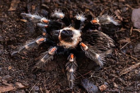 Top 10 Best Looking Tarantula Breeds - Feri.org