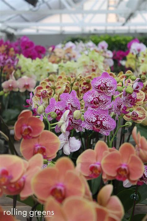 Top 10 Best Orchid Nursery in Culver City, CA - Yelp