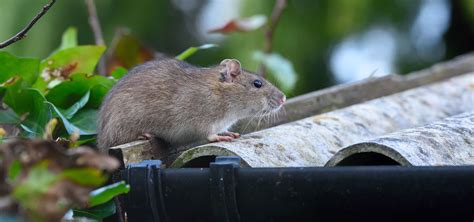 Top 10 Best Roof Rat in Phoenix, AZ - September 2024