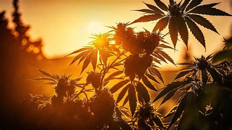 Top 10 Best Strains For a Hot Humid Climate - Weedseedsexpress