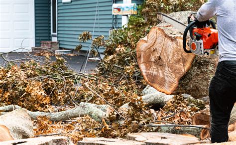 Top 10 Best Tree Removal Services in Henderson TN Angi