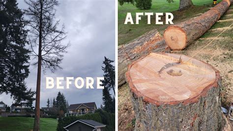 Top 10 Best Tree Removal in Bellevue, WA - March 2024 - Yelp