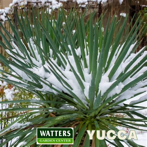 Top 10 Evergreen Shrubs of Winter + - Watters Garden Center