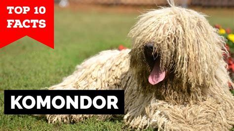 Top 10 Facts about Komondor [+video] - raylexshepherds.com