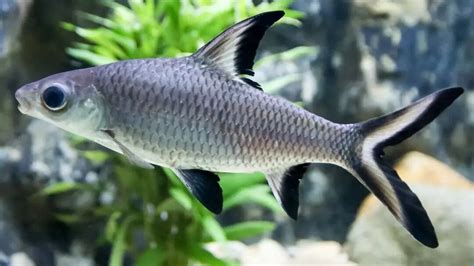 Top 10 Freshwater Sharks For Aquarium - Howdy Pets