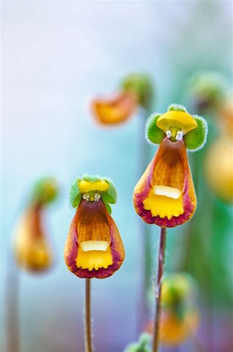 Top 10 Lovely Flowers That Smile All The Year - Pouted Magazine