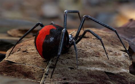 Top 10 Most Dangerous Spiders in the World - Ultimate Topics