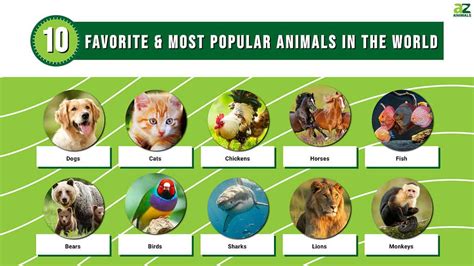 Top 10 Most Popular Animals in the Philippines GMA …