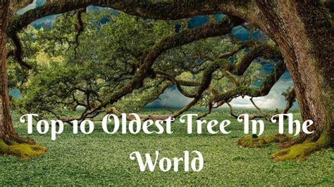 Top 10 Oldest Tree In The World 2024 List - News