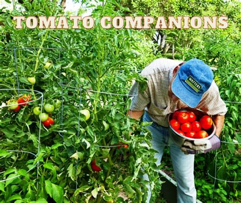 Top 10 Tomato Companions in this Year’s Garden