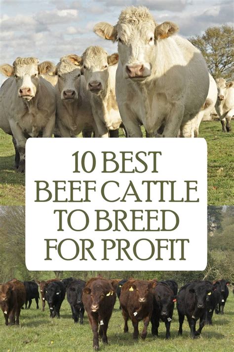 Top 10 Ways to Sell Livestock Farm Products Quickly