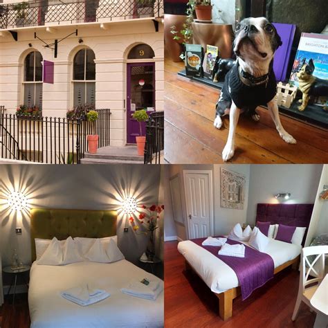 Top 10 best DOG-FRIENDLY HOTELS in Brighton