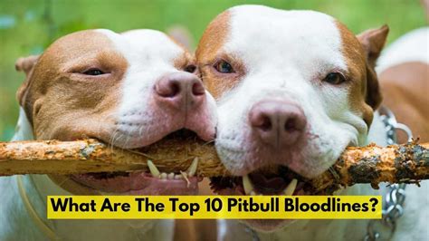 Feb 16, 2024 · Of the many Pitbull bloodlines known, 