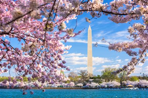 Top 10 places to see cherry blossoms around the world