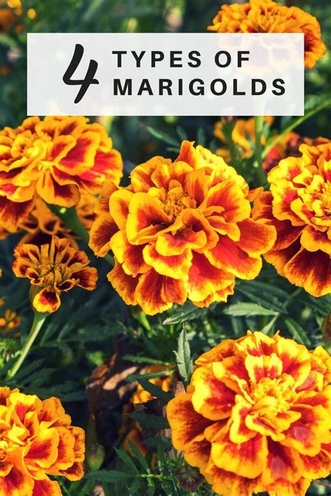 Top 10 types of Marigolds - Essential Garden Guide