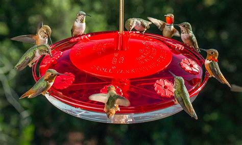 Top 20 Best Hummingbird Feeders Reviewed and Rated in 2024