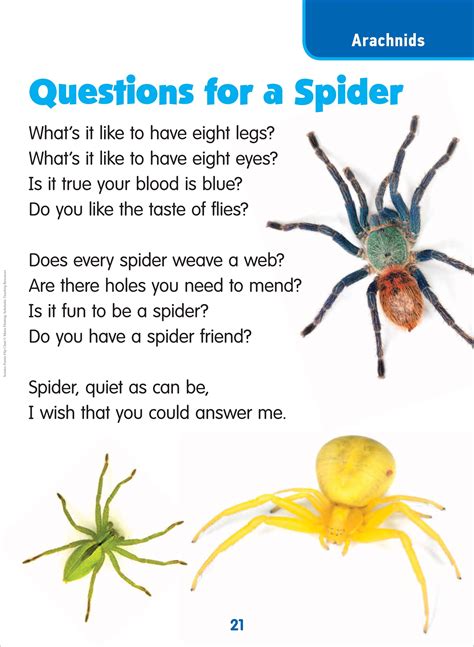 Top 24 Words That Rhyme with Spider (With Meanings)