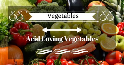 Top 25 Acid Loving Vegetables You Need To Know