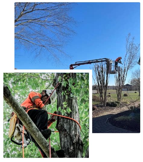 Top 25 Tree Services - Sebastian FL with Reviews Tree Removal